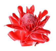 Red Flower Of Etlingera Elatior