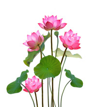 Lotus Flower On White Background.