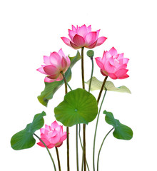 Lotus flower on white background.