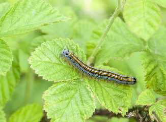 Sticker - Lackey moth caterpillar