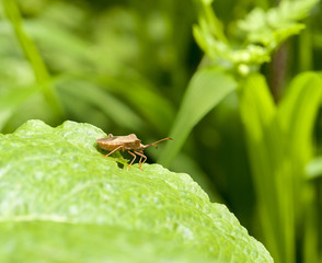 Poster - bown shield bug