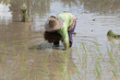 © Picspanotphoo - farmer transplant in the paddy field