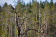 © Diana Savich - Overgrown landscape of swamp water trees bushes