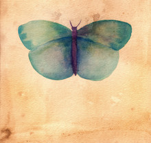 Watercolor Drawing Of Blue Butterfly On Piece Of Aged Paper