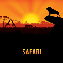 Vector Illustration Of Africa Landscape With African Lion Standing On Rock And Sunset Background. .Safari Theme.