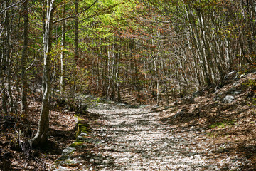 Shadows in the forest