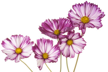 cosmos flower