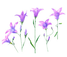 Watercolor Set With Bluebell Flowers Isolated