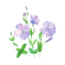 Set Of Blue And Pink Flowers On A White Background, Watercolor Painting, Periwinkle