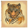 tiger - colored line art