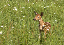Baby White Tailed Fawn Standing In A  Meadow Of Daisies