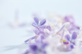 Fototapeta Kwiaty - nice lilac