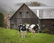 Vermont Holstein Cows: A pair of Holstein cows on a an old farm in Vermont on a misty morning in autumn