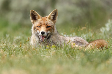 Wall Mural - Red fox in nature