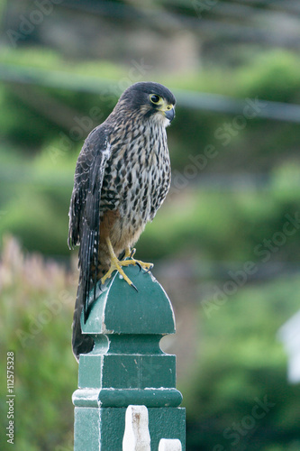 Falco Novaeseelandiae New Zealand Falcon Buy This Stock