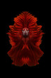 Concept design.Red siamese fighting fish isolated on black background.