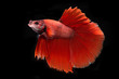 © teerapol24 - Capture the moving moment of red siamese fighting fish isolated