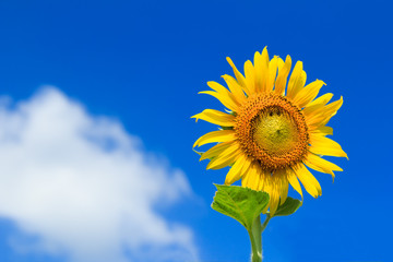 Beautiful colorful sunflower blooms , sunflower with clouds and blue sky