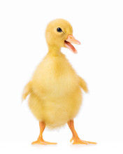 Cute Domestic Duckling Isolated On White Background
