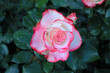 Rosebush  pink flowers in a garden