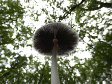 Pleated Inkcap (Parasola Plicatilis) Sometimes Known As The Little Japanese Umbrella, Growing Under A Canopy Of Oak Trees
