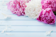 Beautiful Pink And White Peony Flowers On Blue Vintage Background With Copy Space For Your Text Or Design