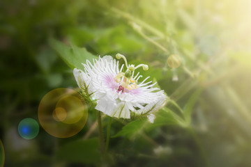 Wall Mural - Romantic nature wild grass flower,Passiflora  with rain drop and lens flare,flower in new beginning day with sunshine