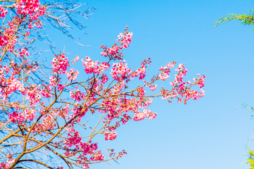 Wall Mural - Cherry Blossum Flowers at Chiangmai Province