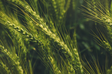 Green triticale ears, hybrid of wheat and rye in field