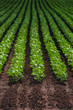 Rows of cultivated soy bean crops