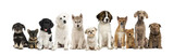 Fototapeta Zwierzęta - Group of puppies in a row, isolated on white