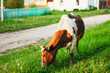 © EduardSV - The cow eats grass.