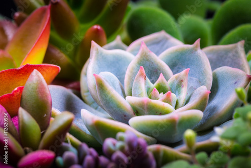 Succulent, plant, close-up, macro.