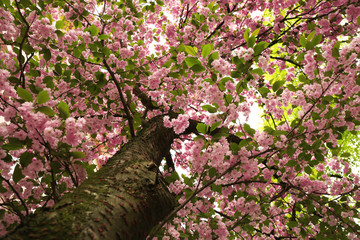 Poster - Blossoming pink sakura trees in the street