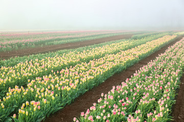 Field of beautiful blooming tulips