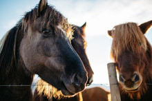 Close Up Of Horses Looking At Camera