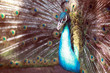 © prohor08 - Beautiful peacock