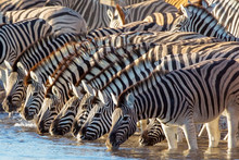 Zebras At Watering Hole, Africa