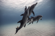 Dolphins Underwater In Sea 