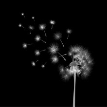 White Dandelion On Black Background. Flying Spores. Concept Of Wishing, Tenderness And Summer Time.