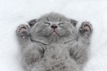 Kitten On White Blanket