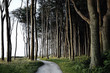 © Janske - Tree lined pathway cutting through forest