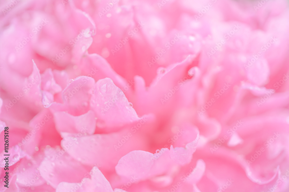 Tender wet pink peony flower macro background - obrazy, fototapety, plakaty 