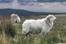Welsh Sheep On Wild Hily Pastures