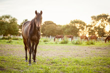 Horse  On Green Pastures Of Horse Farm
