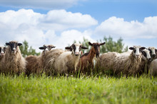 Flock Of Sheep And Goat On Pasture In Nature