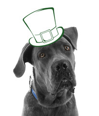 Canvas Print - Funny happy dog with St. Patrick's Day hat, isolated on white