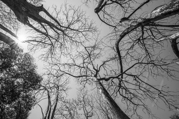 black and white of Sun rays shining through trees ,nature backgr