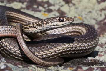 Wall Mural - Desert Striped Whipsnake - Coluber taeniatus teniatus