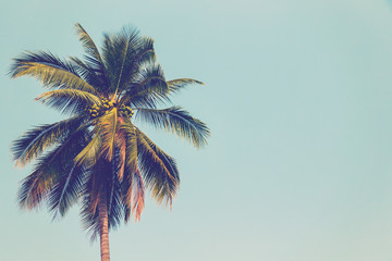 Coconut palm tree and blue sky vintage with space.